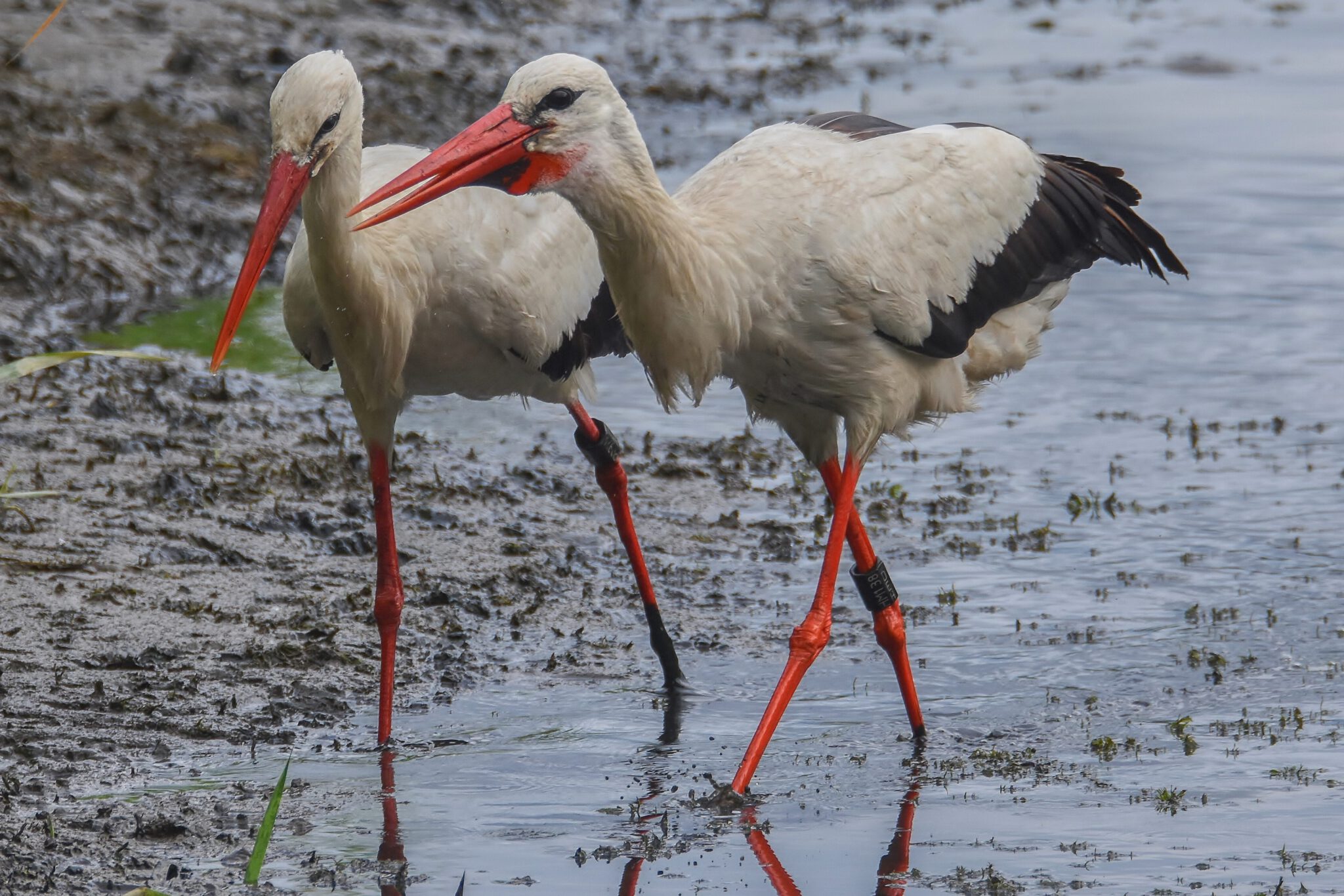 Störche Storchenschmiede